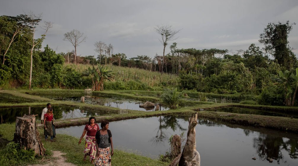 Yangambi Biosphere Reserve, Tshopo Province, DR Congo